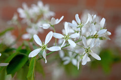 Amelanchier Canadensis