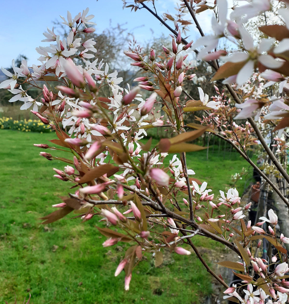 Amelanchier Robin Hill