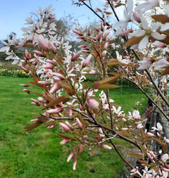 Amelanchier Robin Hill