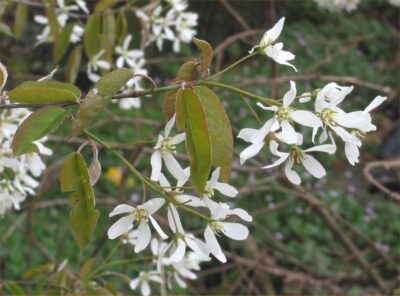 Amelanchier Canadensis
