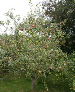 Apple 'Christmas Pippin'
