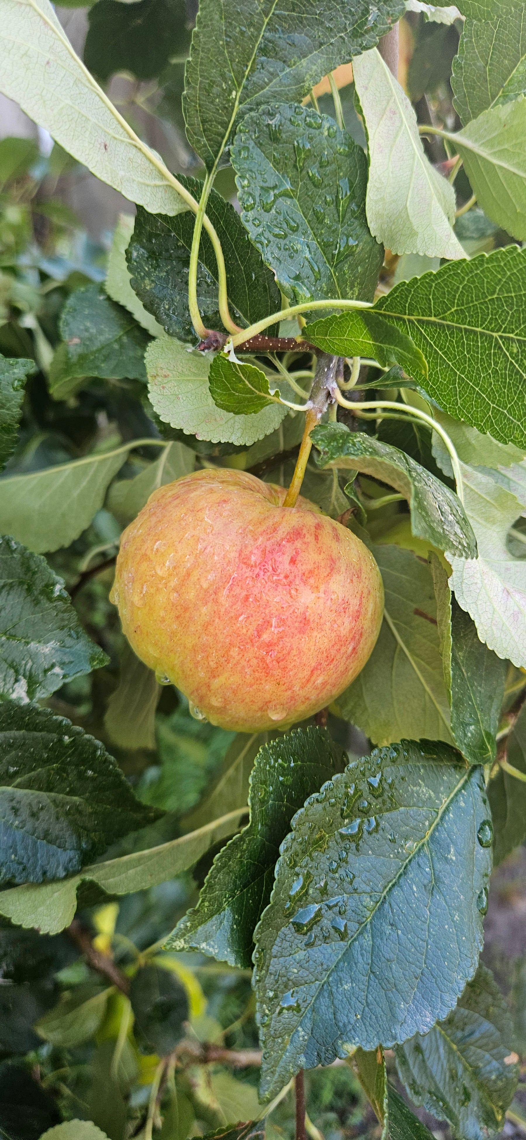 Apple 'Christmas Pippin'