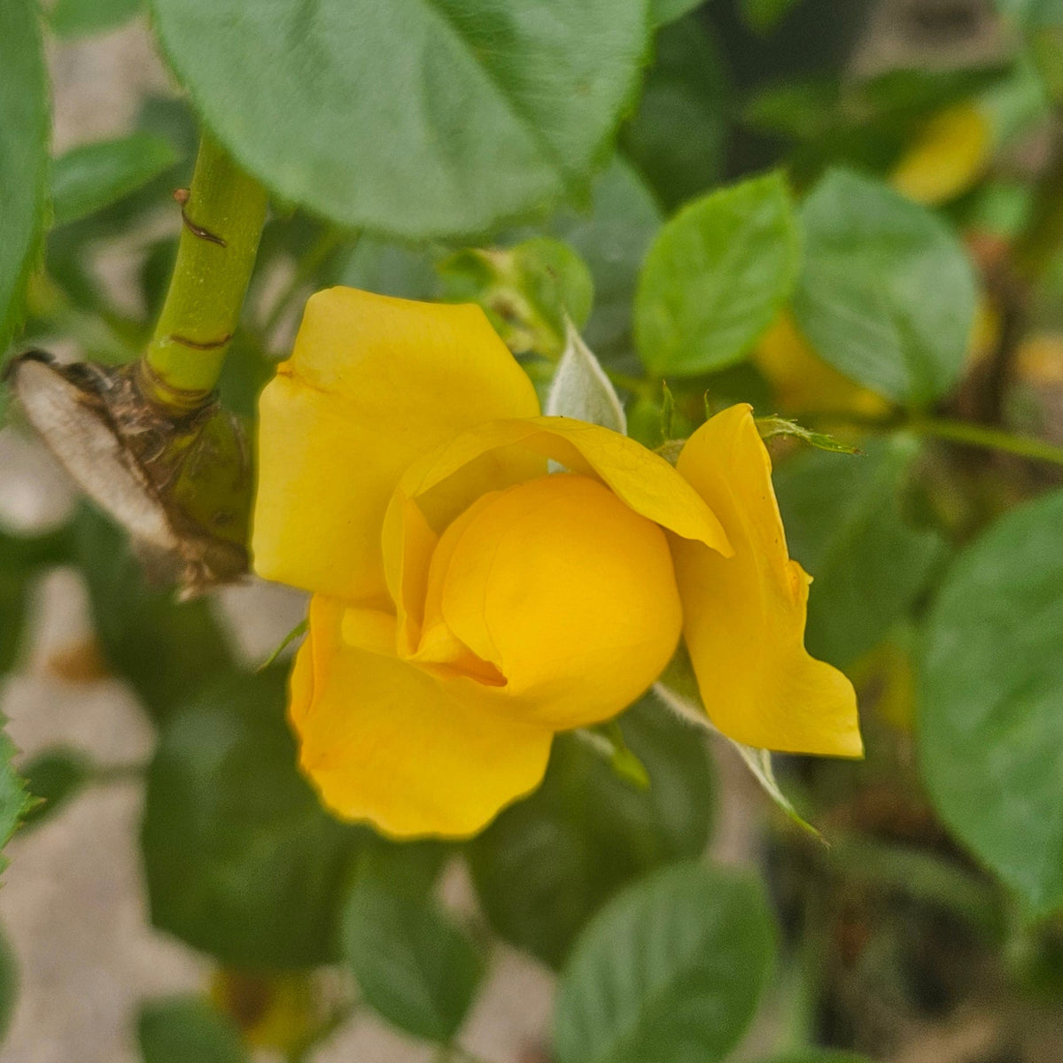 Rose Arthur Bell