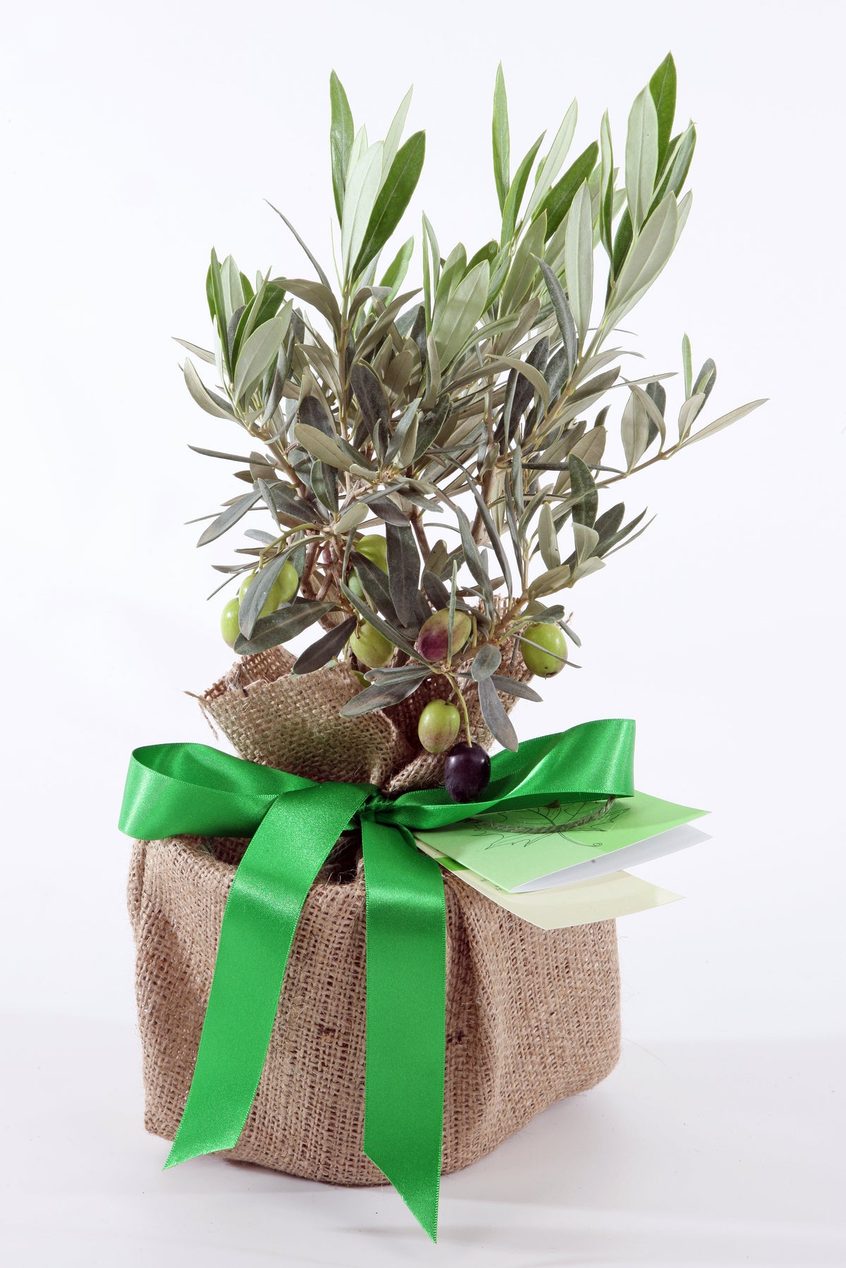 Olive Tree
