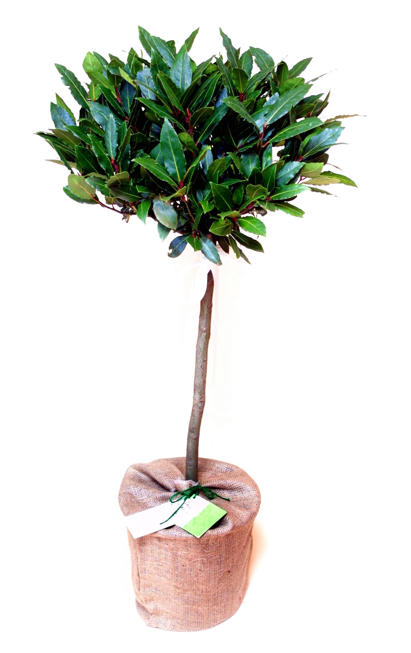 Bay Tree
