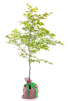 Beech