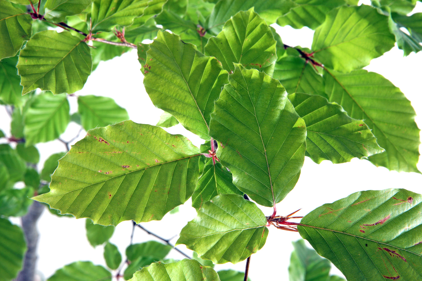 Bare Root ~ Beech Trees