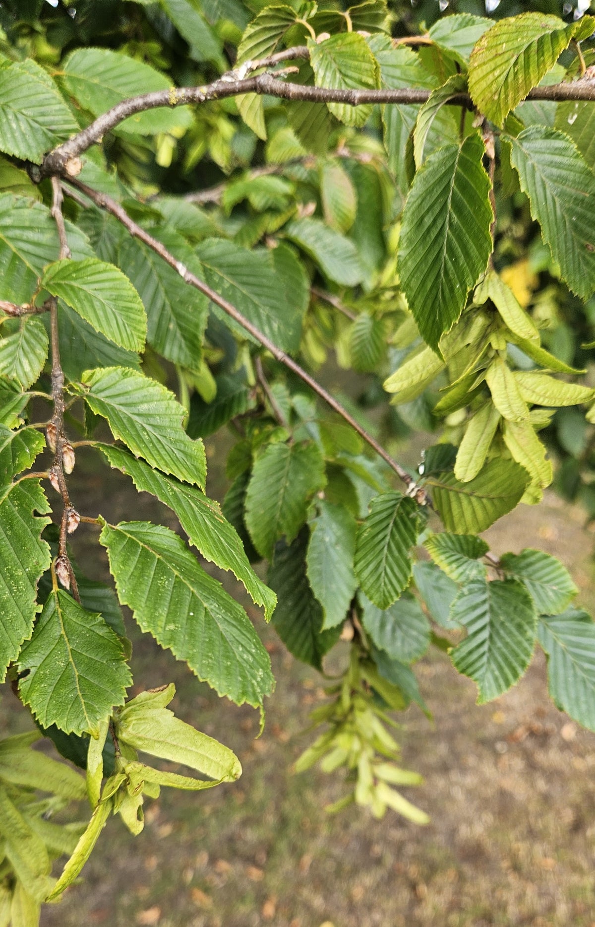 Beech