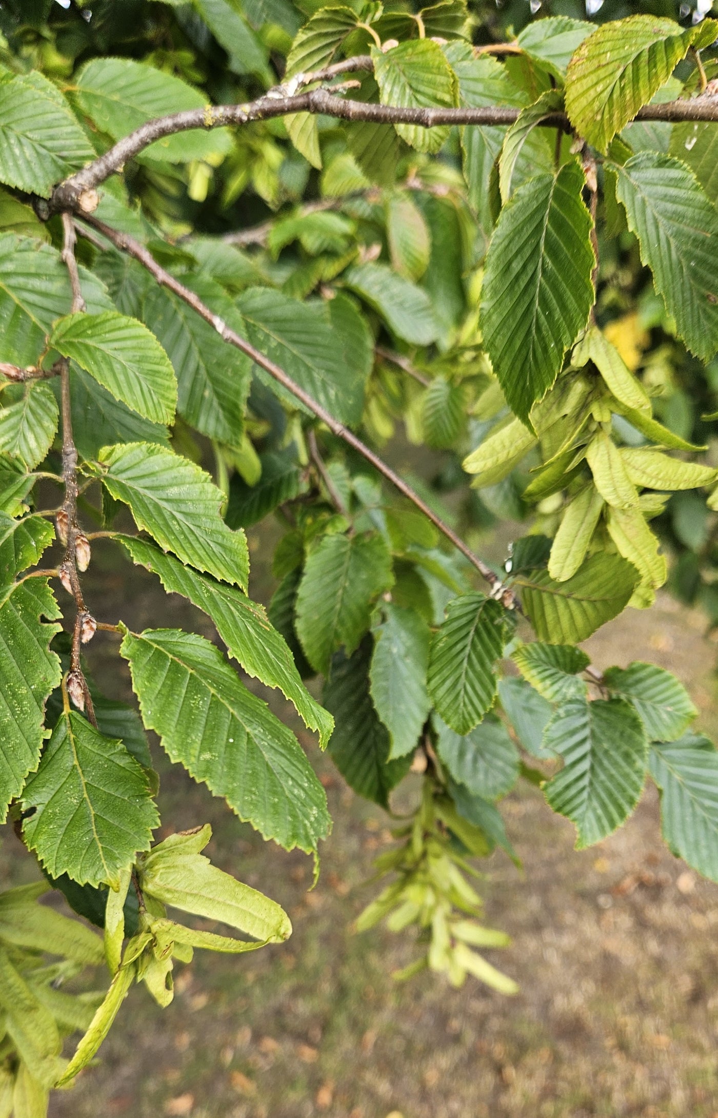 Beech