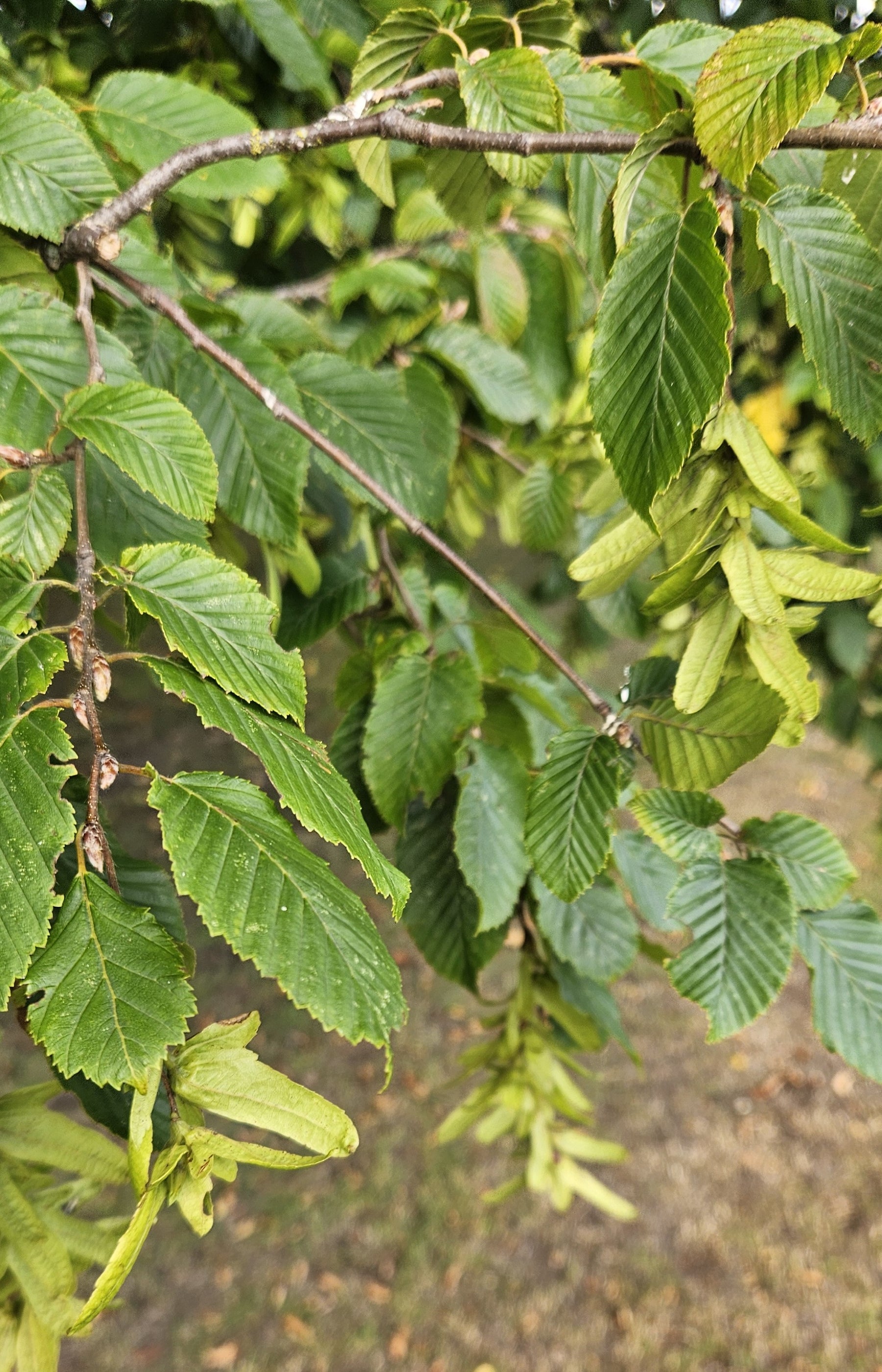 Beech