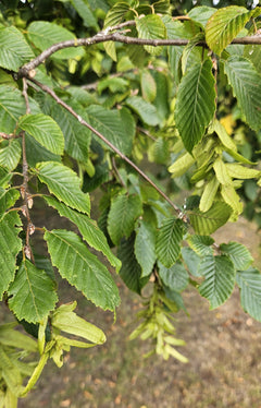 Beech