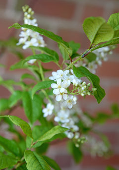 Bird Cherry