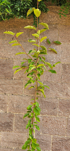 Bird Cherry