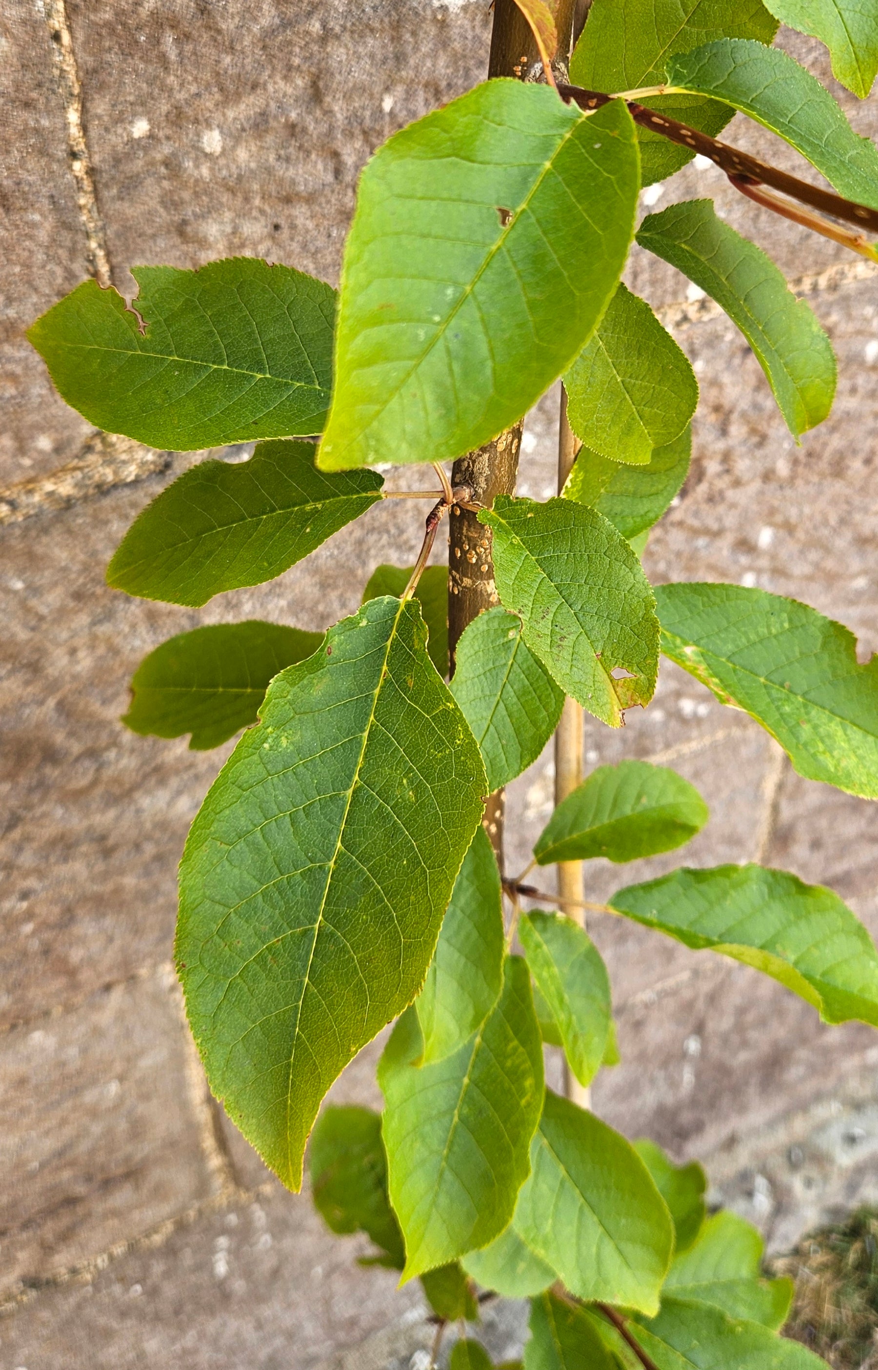 Bird Cherry