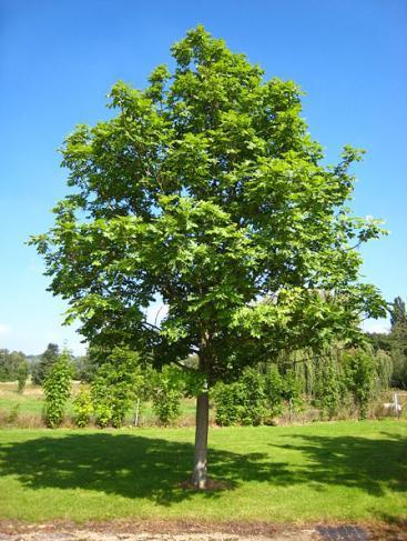 Ash Tree