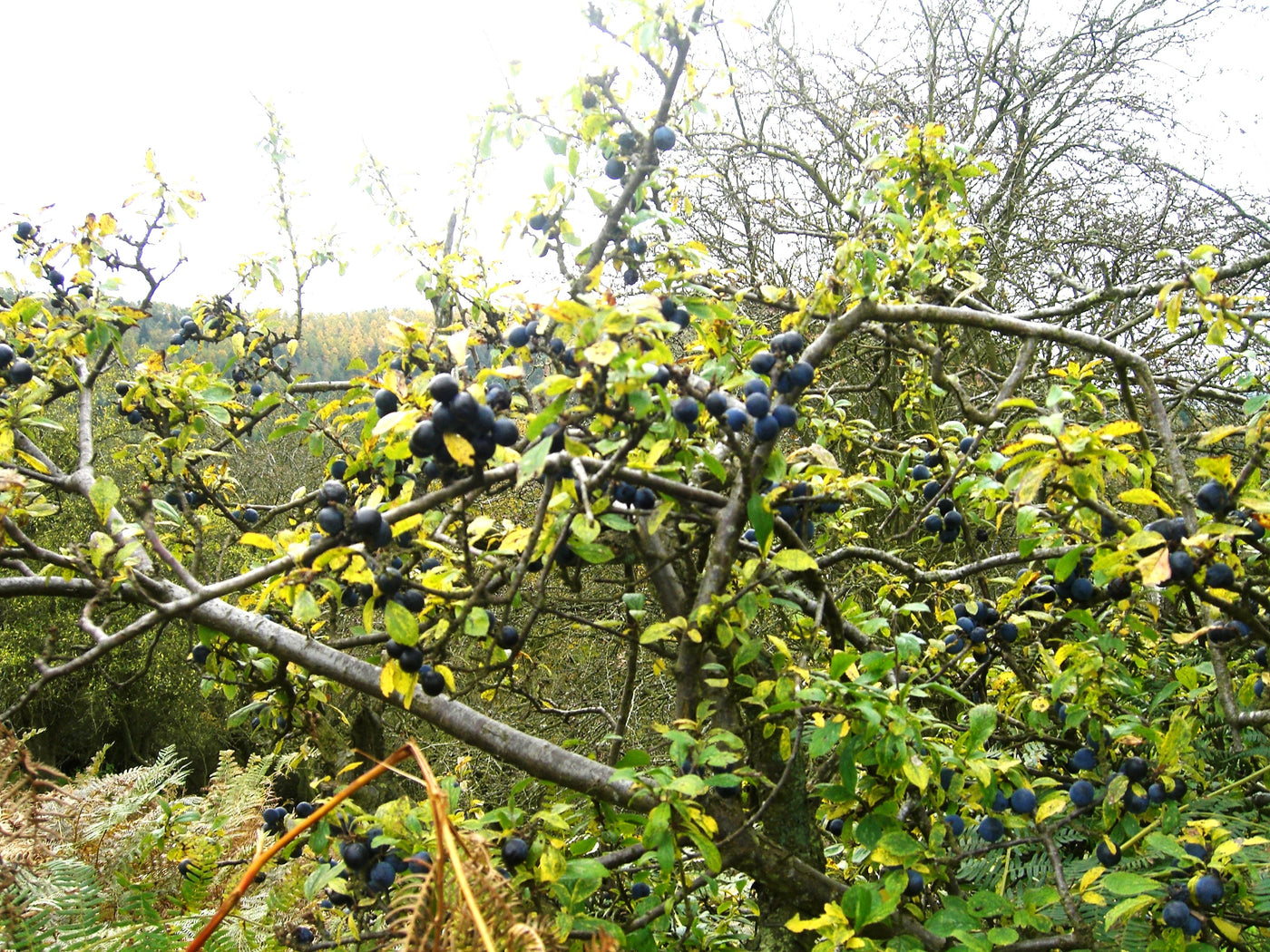 Blackthorn