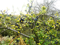 Blackthorn