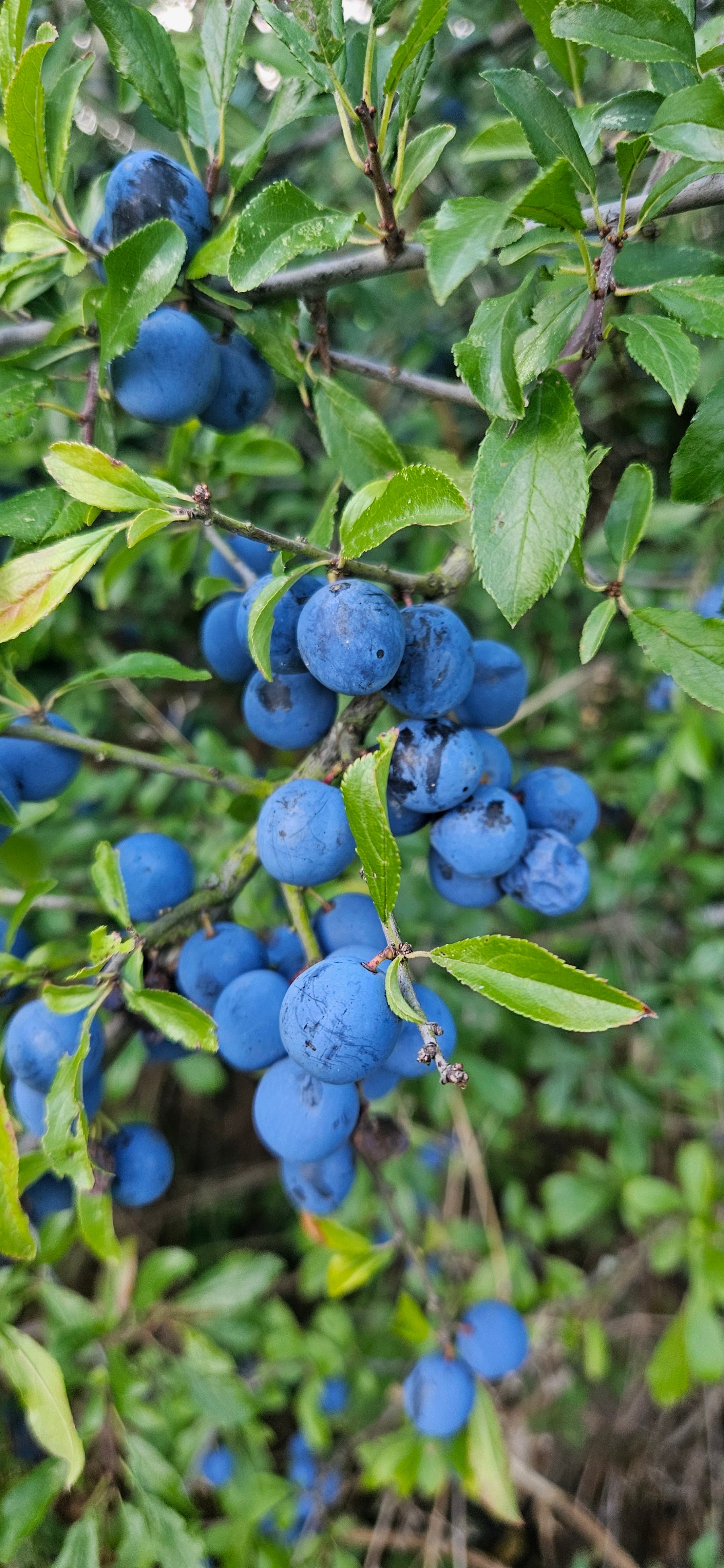 Blackthorn