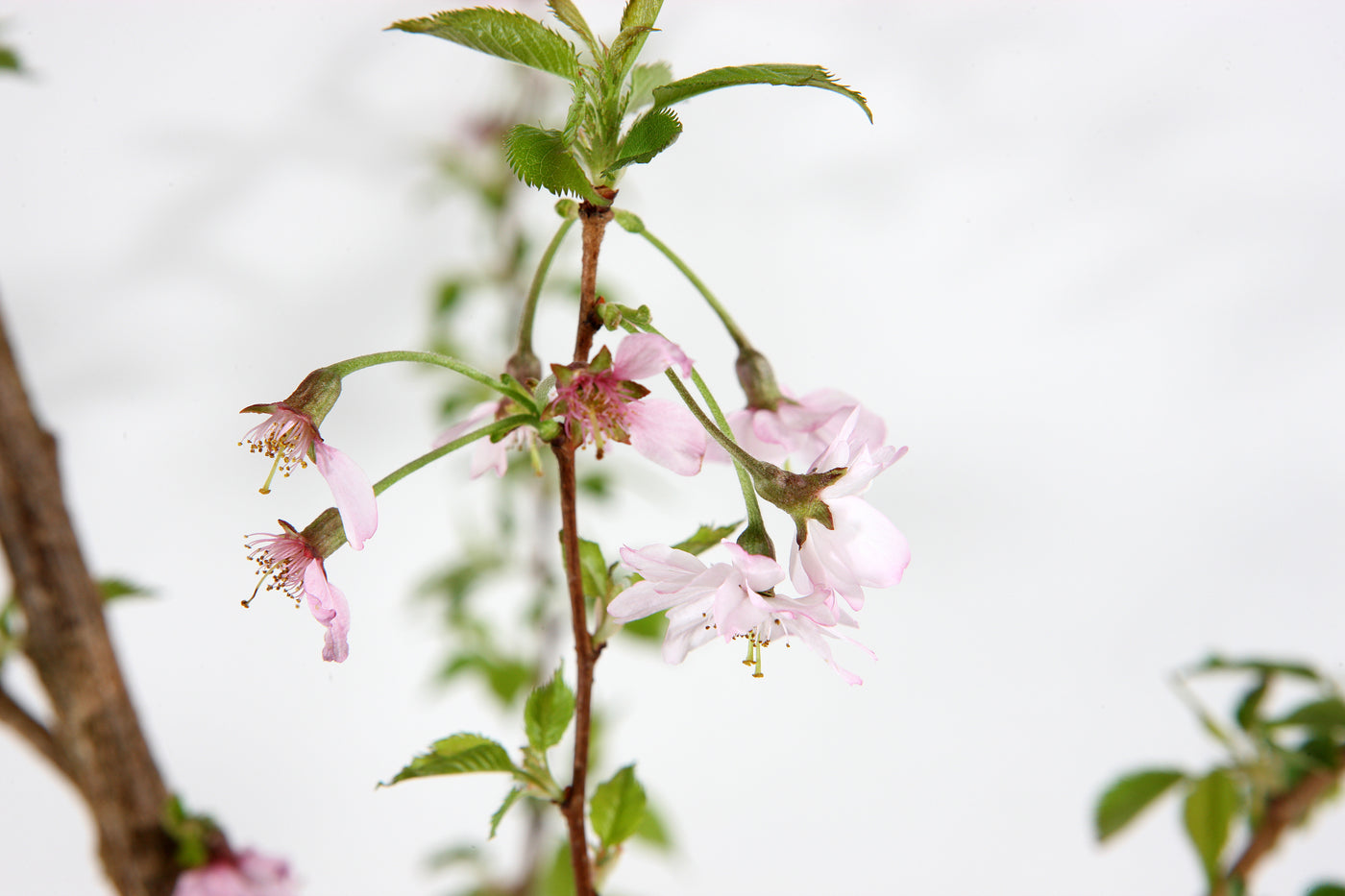 Flowering Cherry 'Blushing Bride'