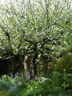 Apple Bramley Tree