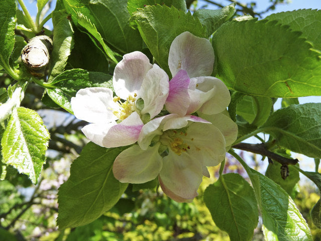 Apple Bramley Tree