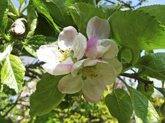 Apple Bramley Tree
