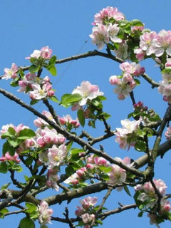 Apple Bramley Tree