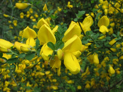 Broom