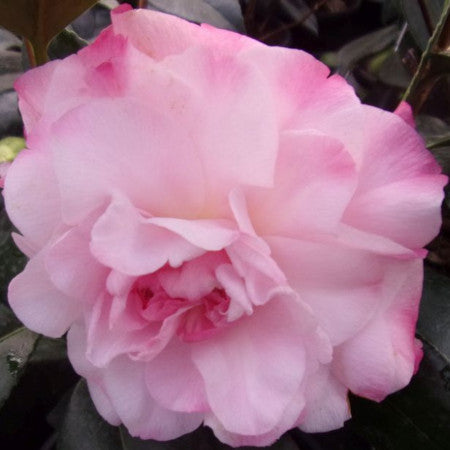 Camellia Nuccio’s Pearl