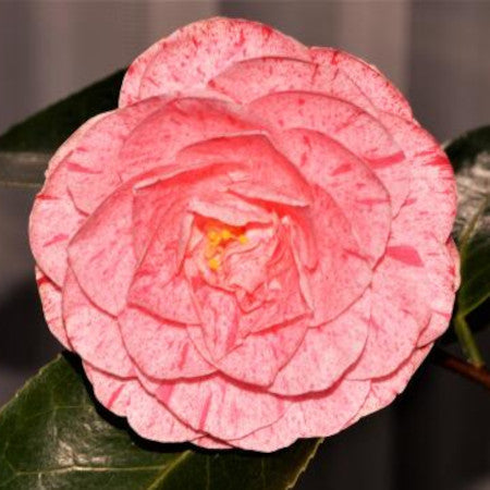 Camellia William Bartlett