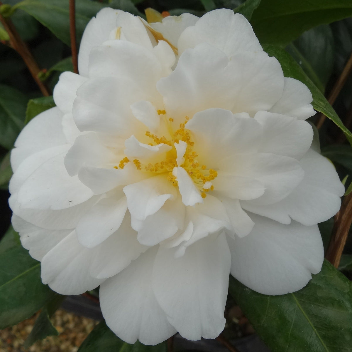 Camellia Silver Anniversary