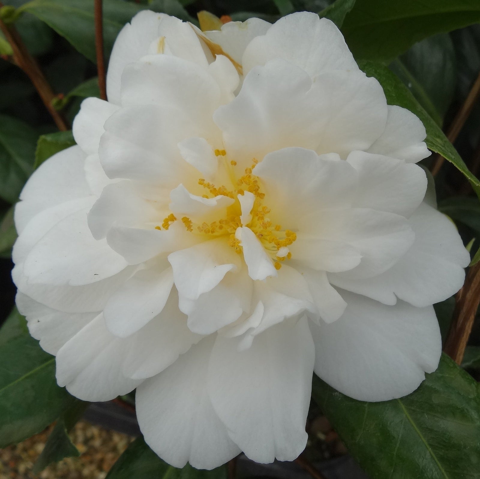 Camellia Silver Anniversary