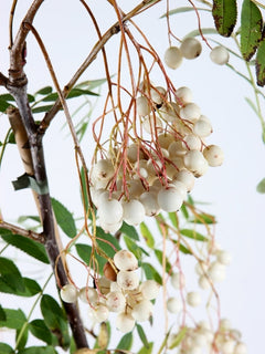 Sorbus Cashmiriana