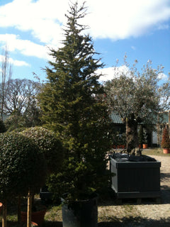 Cedar of Lebanon