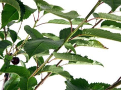 Cherry Stella Tree