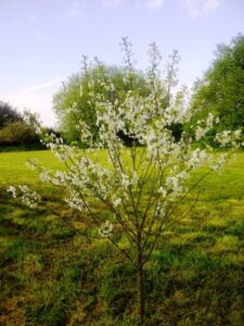 Cherry Stella Tree