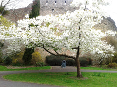 Flowering Cherry 'Great White'