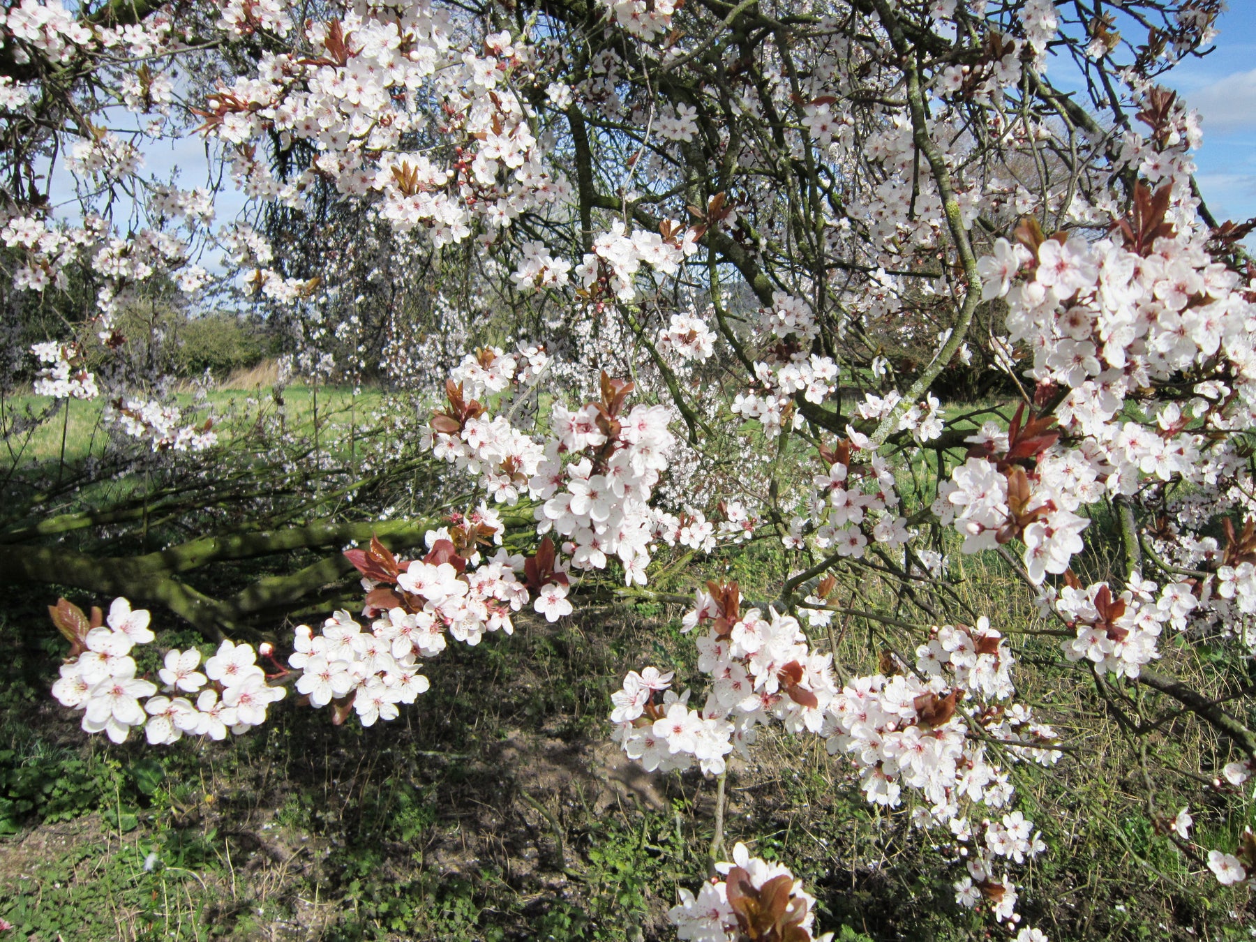Cherry Plum