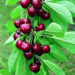 Cherry Stella Tree