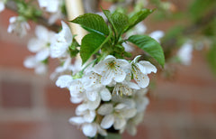 Cherry Sweetheart ~ Gisela 5