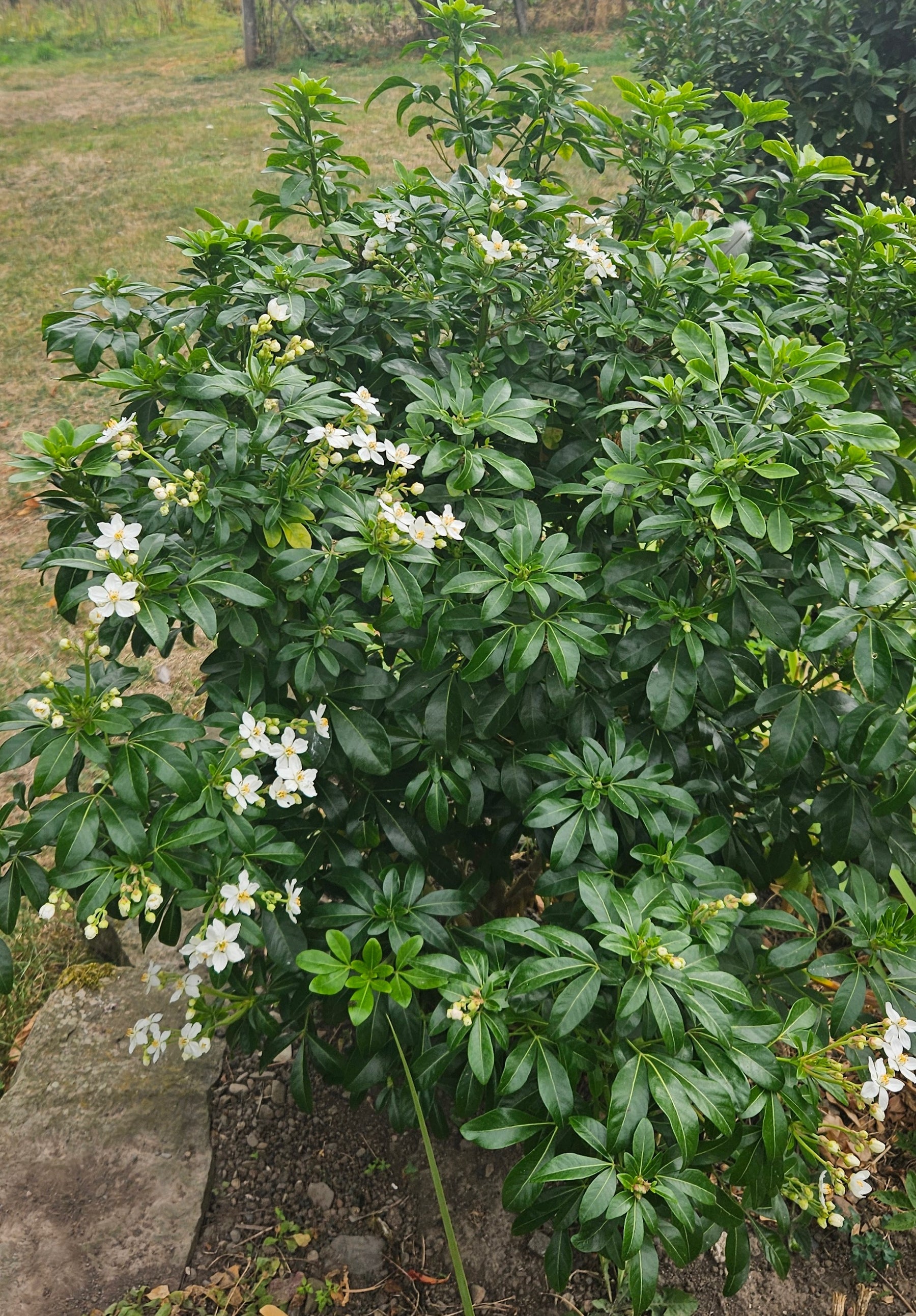 Choisya Ternata