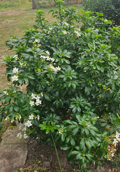 Choisya Ternata