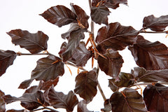 Copper Beech