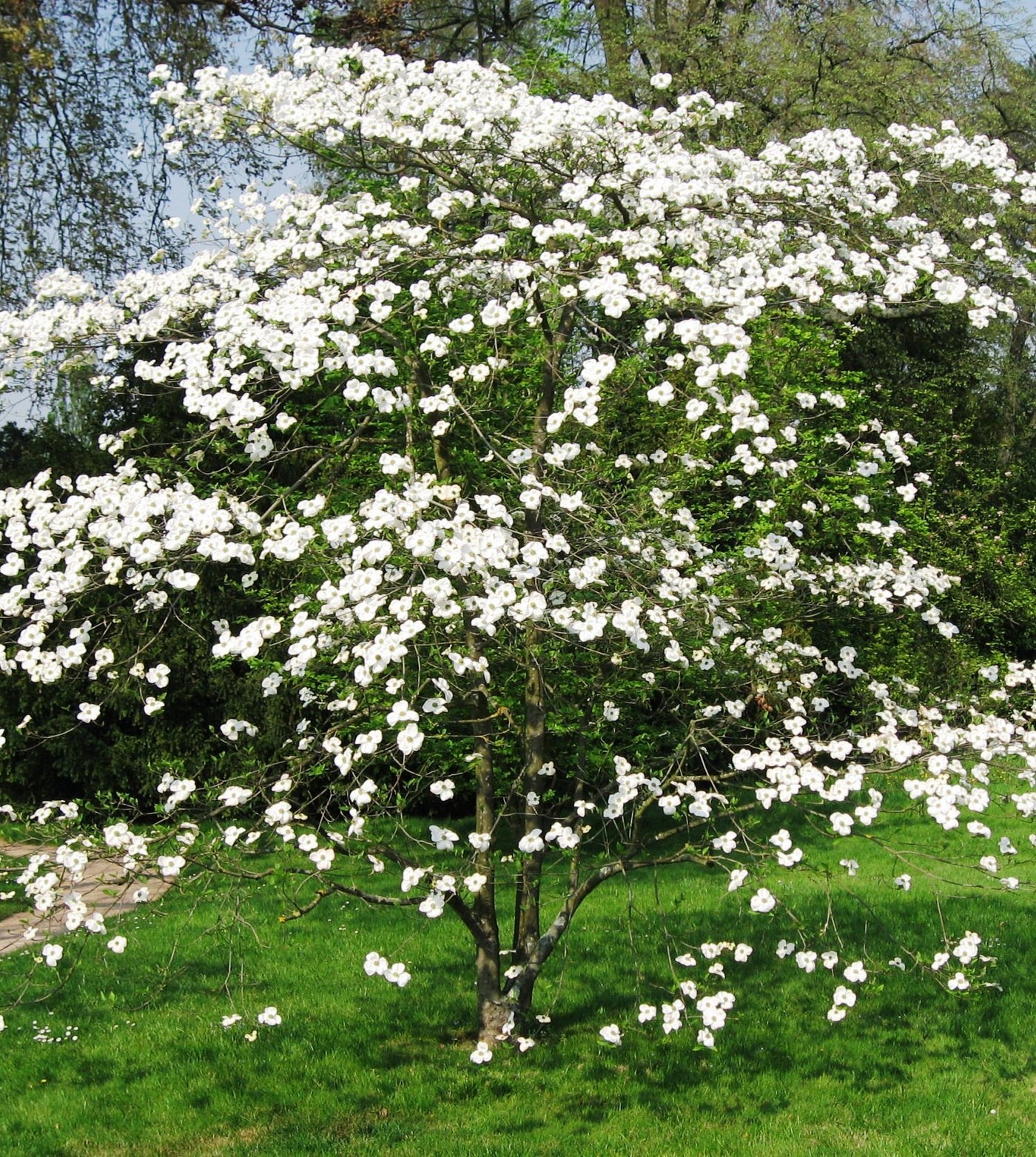 Cornus Florida shrub