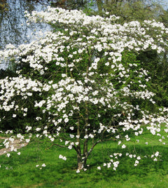 Cornus Florida shrub