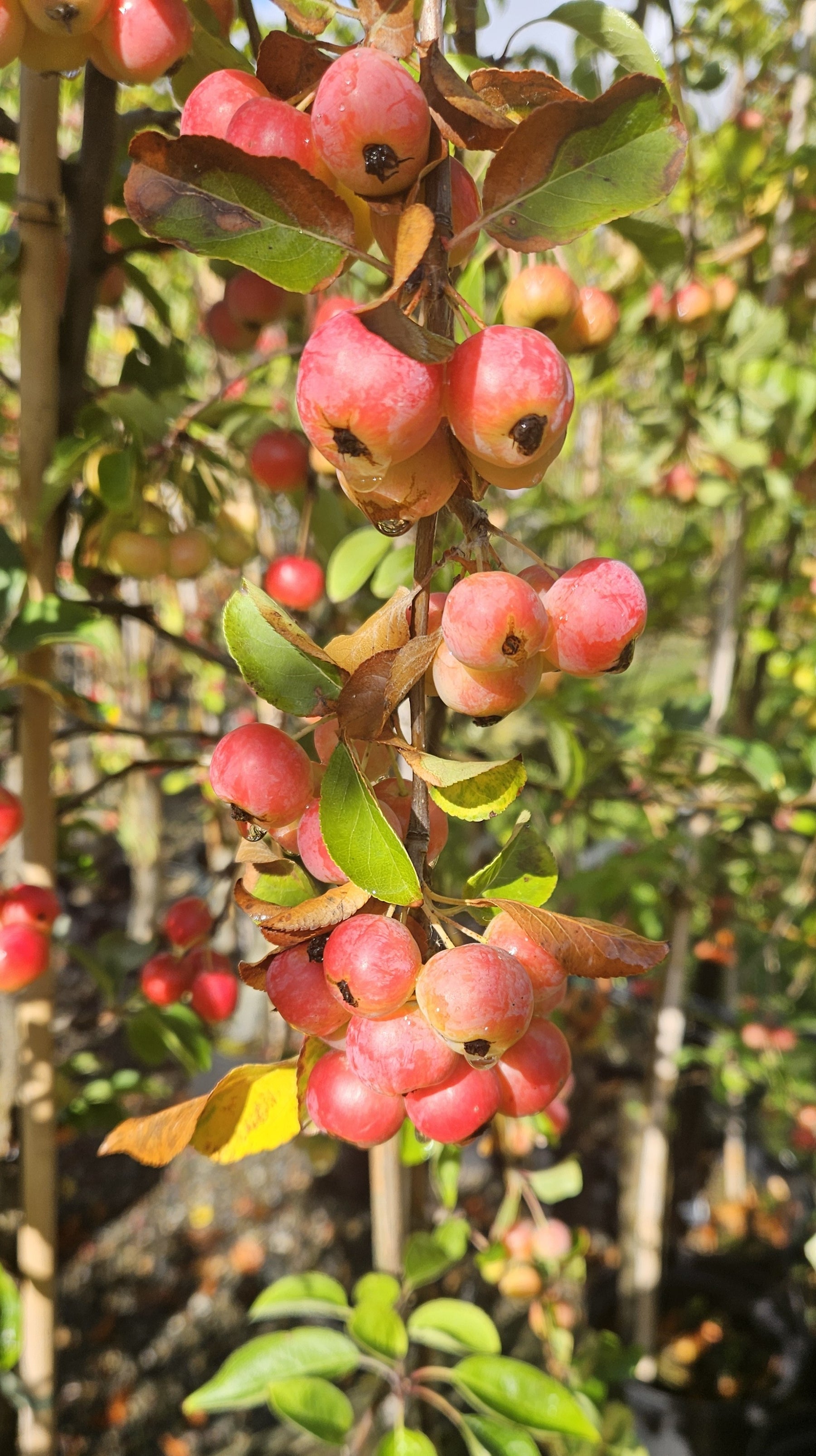 Crab Apple