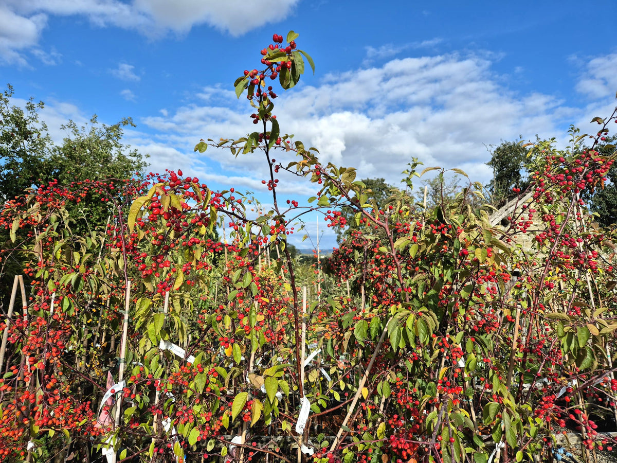 Crab Apple 'Indian Magic'