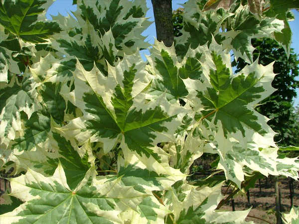 Acer Drummondii