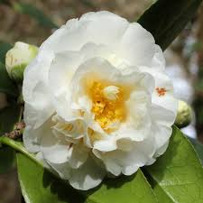 Camellia ~ ETR Carlyon