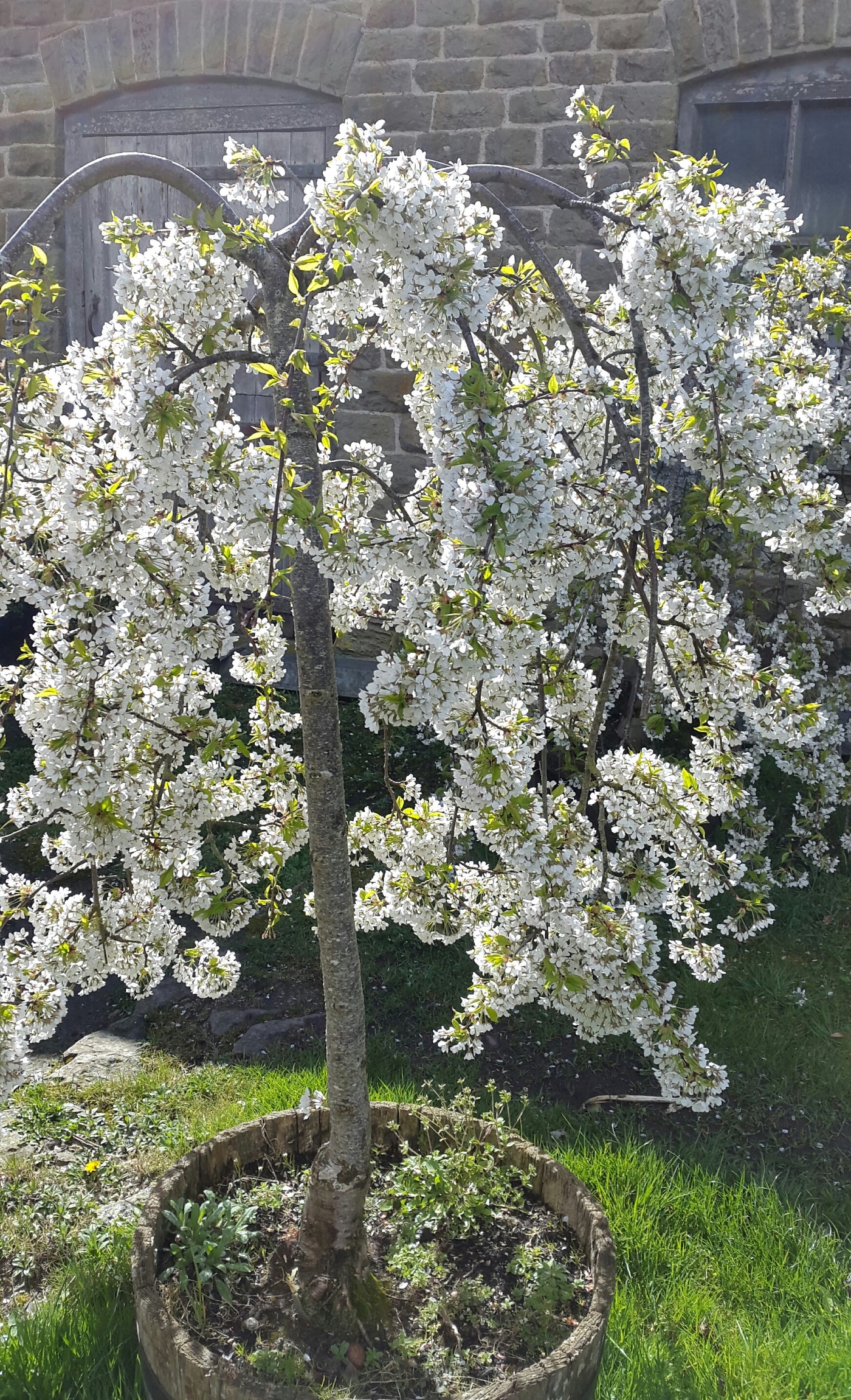 Weeping Flowering Cherry 'Snow Showers'